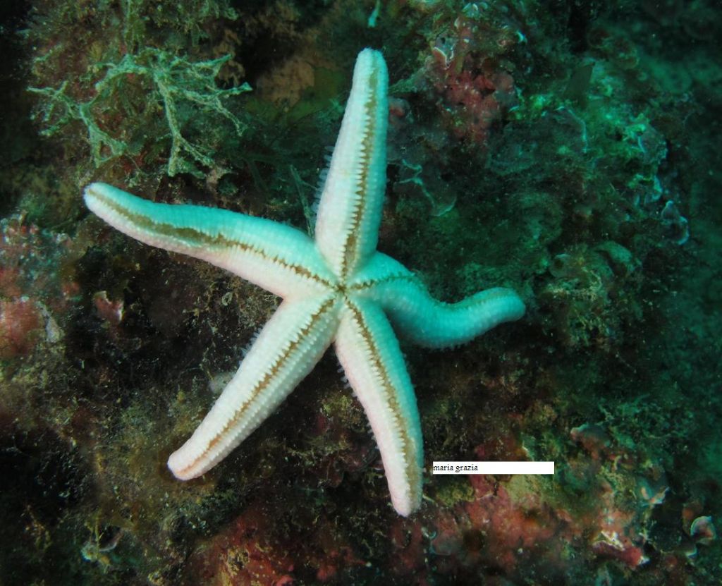 Echinaster sepositus a 4 braccia e una albina!